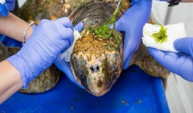 Körfez’deki yaralı Caretta caretta kurtarıldı