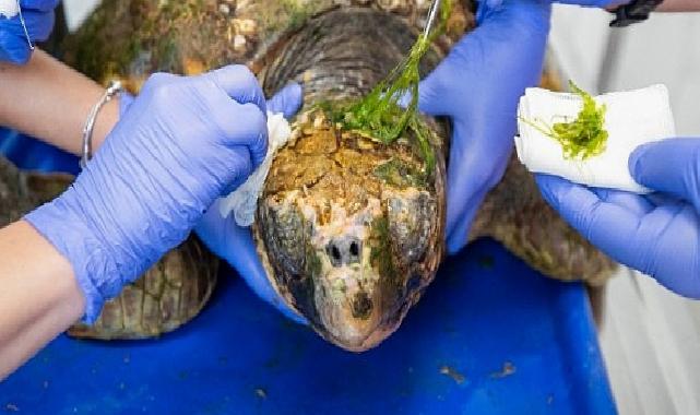 Körfez’deki yaralı Caretta caretta kurtarıldı