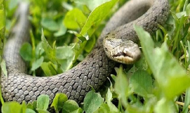 ‘Şehirdeki Yılanlar’ın 10. Sezonu 1 Temmuz’da National Geographic WILD Ekranlarında Başlıyor!